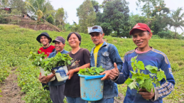 Kerja Sama dan Iman Membuahkan Hasil yang Baik Bagi Petani Nilam Makalelon